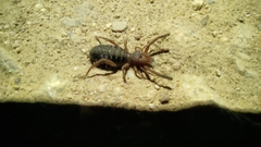 Gluvia dorsalis