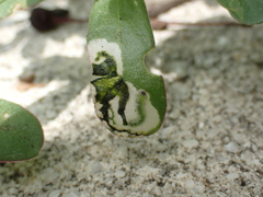 Schizocerella pilicornis