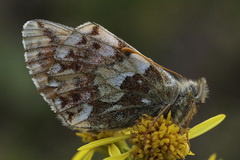 Boloria napaea