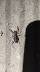 Gluvia dorsalis