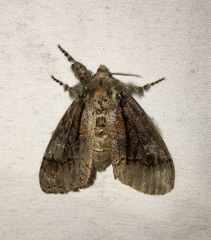 Dasychira obliquata