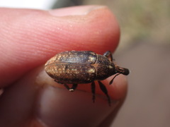 Larinus pollinis