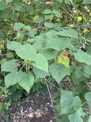 Abutilon micropetalum