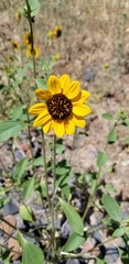 Helianthus exilis