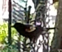 Agelaius phoeniceus