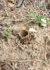 Ptilothrix bombiformis