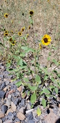 Helianthus exilis