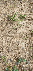 Ptilothrix bombiformis