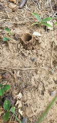 Ptilothrix bombiformis
