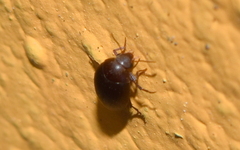 Eucinetidae