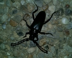 Stenaspis solitaria