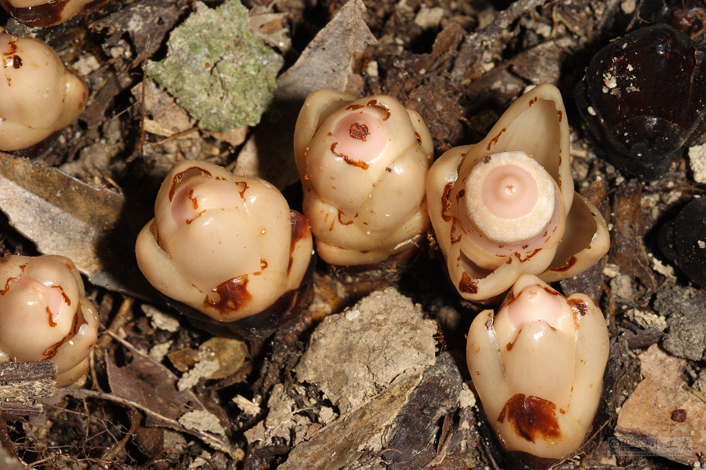 Mitrastemon yamamotoi