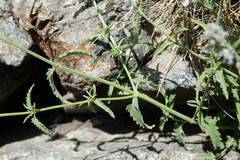 Nepeta nepetella