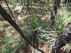 Nolina durangensis
