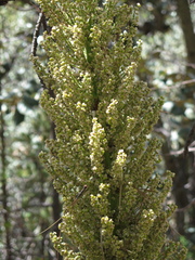 Nolina durangensis