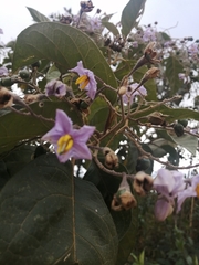Solanum paniculatum