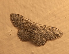 Idaea typicata