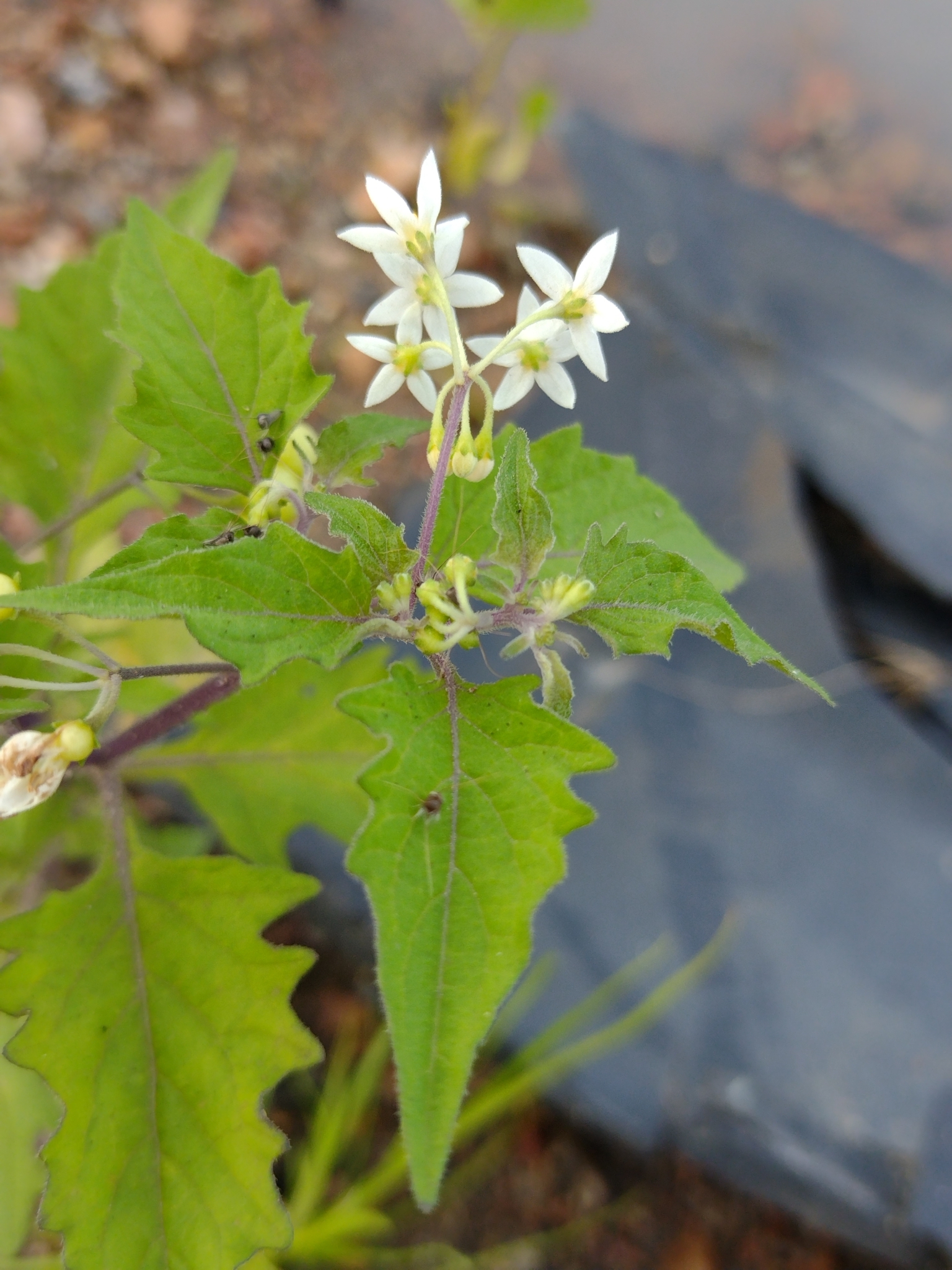 Solanum caatingae