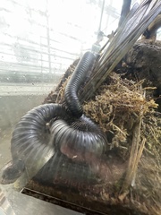 Archispirostreptus gigas