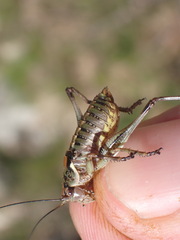 Antaxius hispanicus
