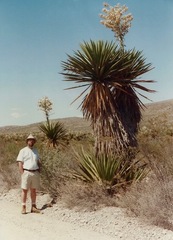Yucca faxoniana