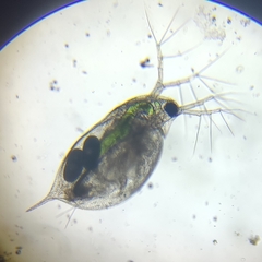 Daphnia pulex
