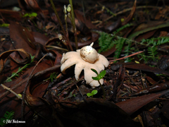 Geastrum minimum