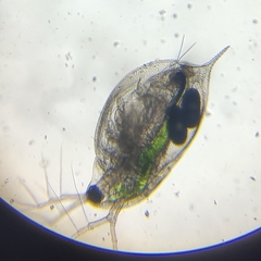 Daphnia pulex