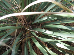 Nolina durangensis