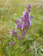 Nepeta nuda