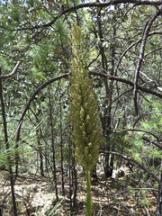 Nolina durangensis