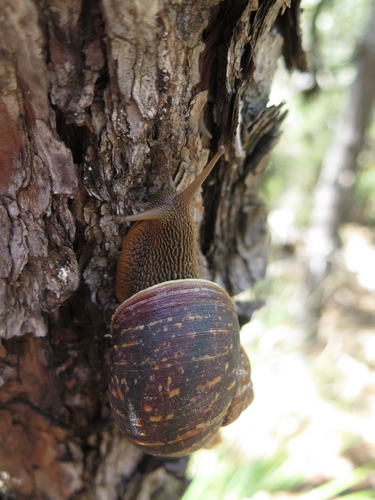 Humboldtiana durangoensis