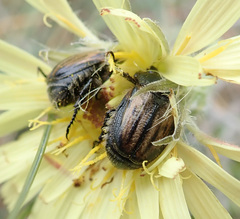 Blitopertha lineolata