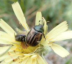 Blitopertha lineolata