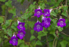 Maurandya scandens