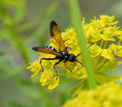 Cryptocheilus variabilis