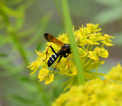 Cryptocheilus variabilis