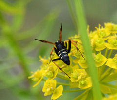 Cryptocheilus variabilis