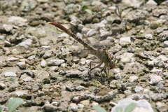 Arigomphus submedianus