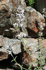 Nepeta nepetella