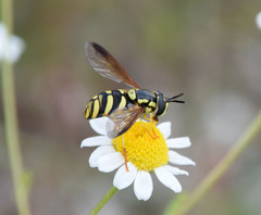 Chrysotoxum intermedium