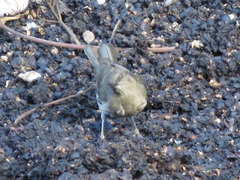 Turdus ignobilis
