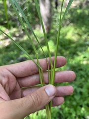 Tridens flavus flavus