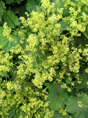 Alchemilla vulgaris