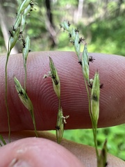 Tridens flavus flavus