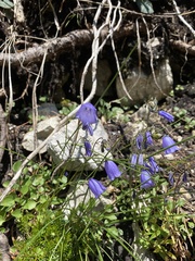 Campanula cochleariifolia