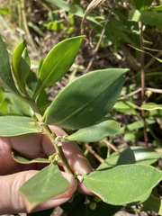 Myoporum acuminatum