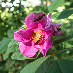 Strangalia luteicornis