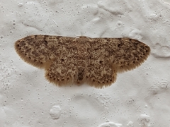 Idaea cervantaria