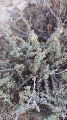 Atriplex glauca